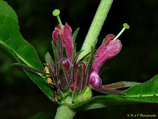 {Triosteum perfoliatum}